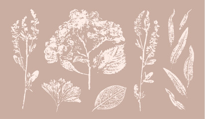 Pink tan and brown floral prints of botanical illustration. Decorative set of flowers and leaves pressed or stamped.