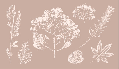 Pink tan and brown floral prints of botanical illustration. Decorative set of flowers and leaves pressed or stamped.