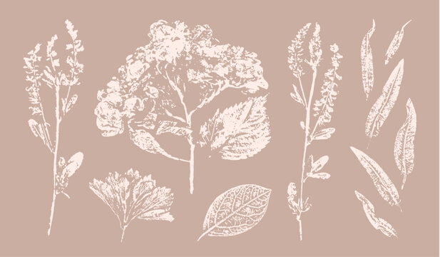 Pink tan and brown floral prints of botanical illustration. Decorative set of flowers and leaves pressed or stamped.