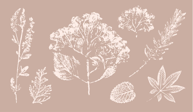 Pink tan and brown floral prints of botanical illustration. Decorative set of flowers and leaves pressed or stamped.