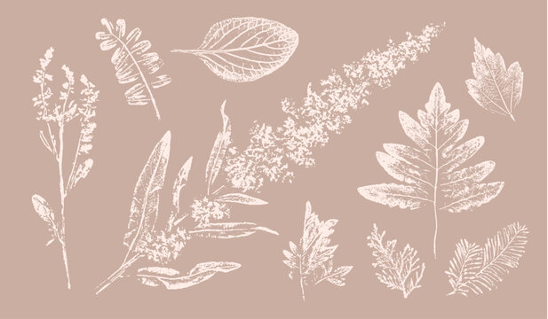 Pink tan and brown floral prints of rustic botanical illustration. Decorative set of flowers and leaves pressed or stamped.