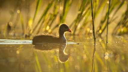 American Coot (Fulica americana) chick in the early moring sunlint. Finley National Wildlife Refuge, Oregon.