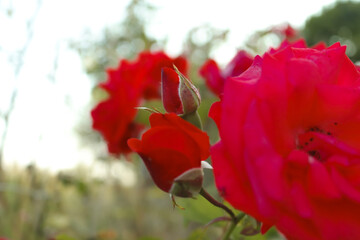 Close-up of Red Roses in Different Bloom Stages - Bud, Semi-Open, and Fully Bloomed