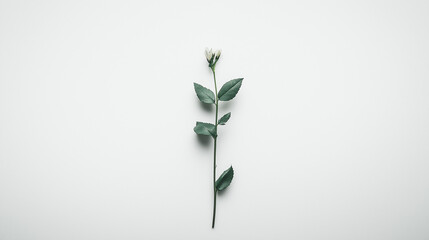 A fresh green branch with a small delicate flower, symbolizing simplicity, renewal, and natural elegance.
