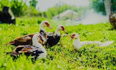 Ducks Walking on Lush Green Grass Under Cloudy Skies in a Rural Landscape During Mid-Afternoon