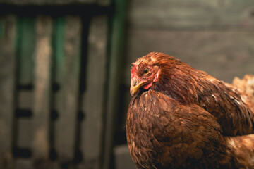 A brown hen stands confidently amidst rustic farm surroundings in the late afternoon light. The hen appears healthy and alert, showcasing its feathers and distinct features.