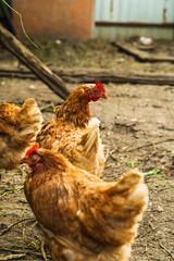 Chickens foraging in a farmyard during a sunny afternoon in rural countryside