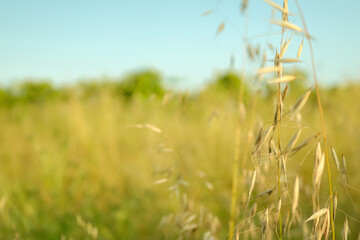 Wild Grass in Sunny Meadows with Blue Sky
