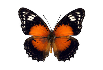 Cethosia cydippe butterfly showcases its striking orange and black wings while perched on a leaf in a lush environment, highlighting its unique physical features and colors.