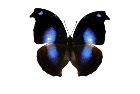 A Napeocles jucunda butterfly showcases stunning blue wings with dark borders, resting symmetrically. The vibrant colors contrast beautifully, highlighting its delicate structure.