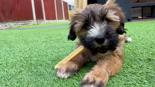 Tibetan Terrier Puppy Enjoys Yak Chew &ndash; Satisfying Puppy Treat