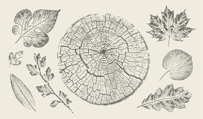 Trendy floral branch tree rings maple oak leaves for logo or decorations. Hand drawn line elegant leaves for invitation card. Botanical rustic trendy vector art. 