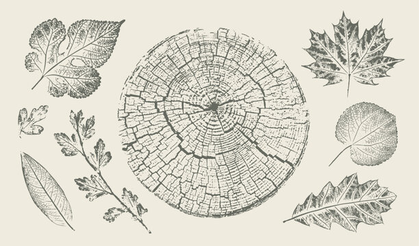 Trendy floral branch tree rings maple oak leaves for logo or decorations. Hand drawn line elegant leaves for invitation card. Botanical rustic trendy vector art. 