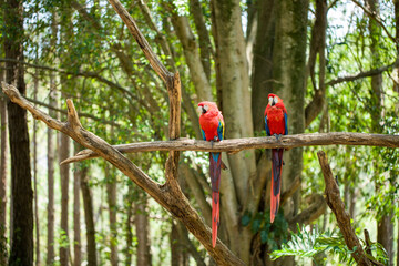 Portrait of two colorful scarlet macaw parrots in Brazil against a green forest background.