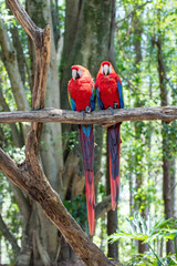 Portrait of two colorful scarlet macaw parrots in Brazil against a green forest background.