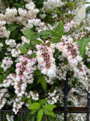 Close-Up of Fuzzy Pride of Rochester Branches, Deutzia Scabra Flowers, with Raindrops on a Cloudy Day