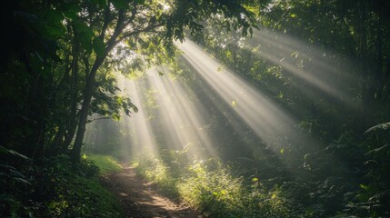 Fototapeta premium Sunlight piercing through dense forest canopy along a winding path