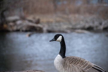 A Canada goose stands alert near a calm riverbank, with bare trees and soft natural lighting suggesting early spring or late winter.