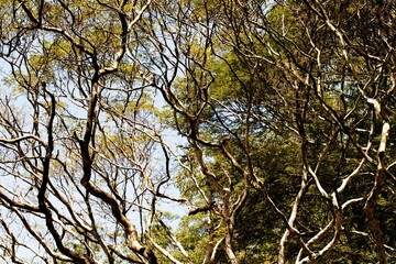 Obraz premium Galhos, folhas e troncos de árvore centenárias encontradas em Mata Atlântica Brasileira. 