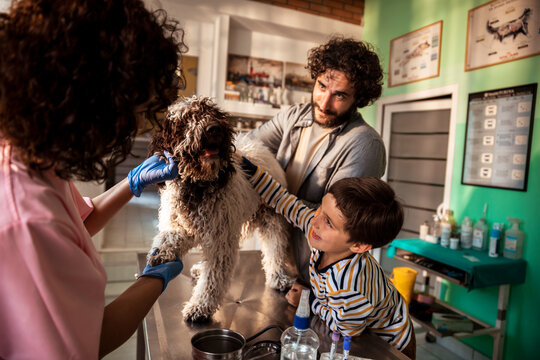 Veterinarian examining a dog while father and son watch happily