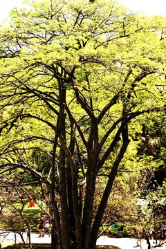 Galhos, folhas e troncos de &aacute;rvore centen&aacute;rias encontradas em Mata Atl&acirc;ntica Brasileira. 