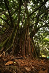 Obraz premium Árvores de trocos e galhos grossos e plantas nativas das florestas tropicais brasileiras. 