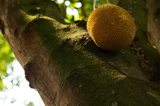 Jaca, fruta encontra na flora brasileira. 