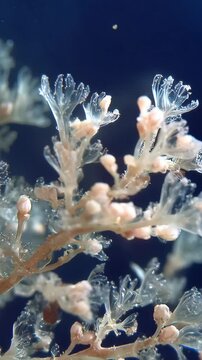 Close-up of translucent hydroid colony with buds against deep blue background in ocean environment, showcasing delicate structures and forms.