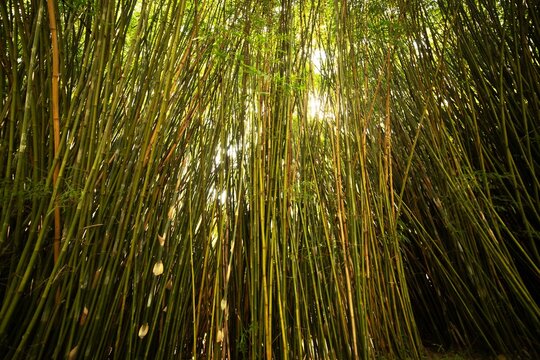 Floresta de bambu com folhas e varas verdes. 