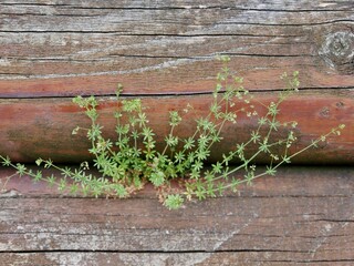 Pflanzen im Baskenland