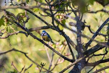 Eurasian Blue Tit  (Cyanistes caeruleus), Guildford, United Kingdom