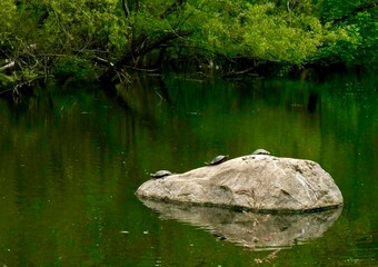 small pond in the forest with turtles