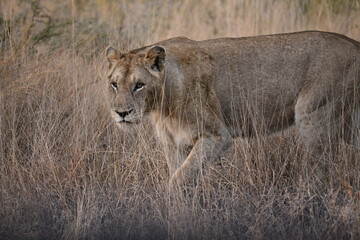 lioness in africa 