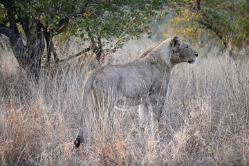 lioness in africa 