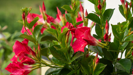 Blüten und Farben im Garten
