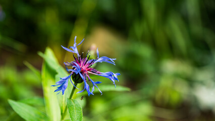 Blüten und Farben im Garten