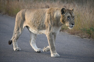 lioness in africa 