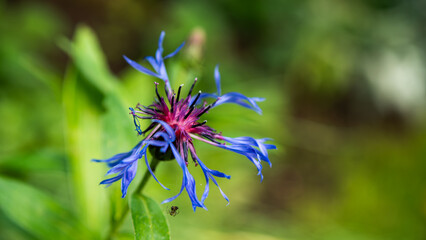 Blüten und Farben im Garten