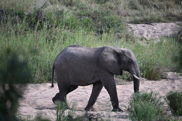 elephants in africa 