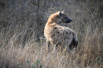 hyena in wild 