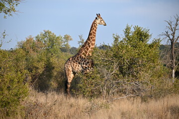 giraffe in the wild