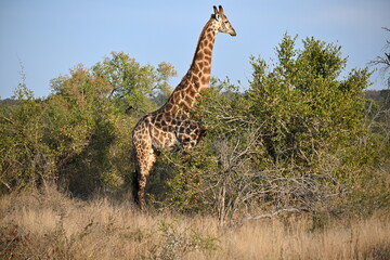 giraffe in the wild