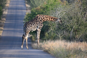 giraffe walking in the grass