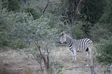 zebras in wild in africa 