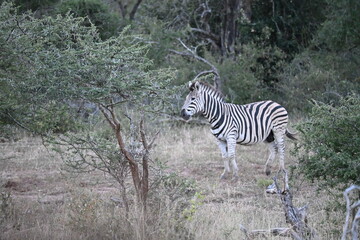 zebras in wild in africa 