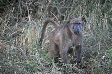 baboon sitting in the grass