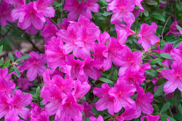 pink Rhododendron blooming in spring