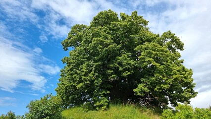The tumulus of Evessen is a large burial mound in Evessen in Lower Saxony