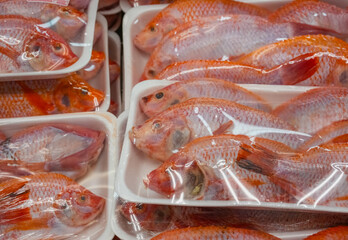 red tilapia fish in boxes for sale