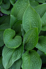 Close-up of vibrant green leaves.